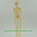 Venta caliente de alta calidad de plástico cuerpo esqueleto modelo